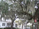 The spanish moss is beautiful but deadly
