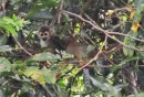 We especially enjoyed watching the Capuchin monkeys on the Rio Pikien.  Do you suppose this fellow