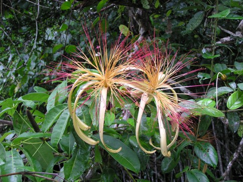 The cano banks were full of beautiful flora.