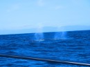 Visit from 3 Humpback Whales!