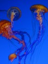 Visit to the Monterey Aquarium