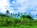 Coconut palms recovering from Cyclone Winston last year