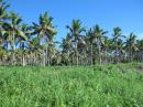 Coconut palms in the central part of the island were undamaged