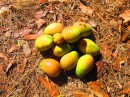 Windfall Mangoes - Delicious!