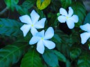 Tiare Tahiti - my favourite flower