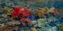 ...colourful soft corals