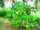 Kava plant - the cash crop of Kadavu.  Member of the pepper family.