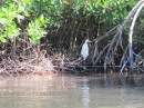 Egret on the shore