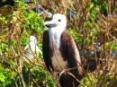 Young frigate birds