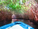 Gliding through the mangrove canopy