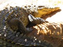 Croc lying in the shade