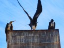 Frigate birds on a perch