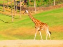 Elegant giraffe reminds us of time spent in East Africa