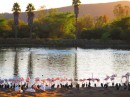Flamingos at dusk