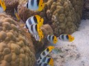 Saddle butterfly fish (compliments of Steve on Code Blue)