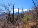 The ubiquitous cacti