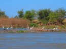 Egrets along the river