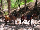 Our horses and mule wait patiently in the shade