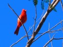 Scarlet cardinal