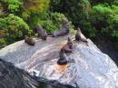 Fur Seals lie on the rock, mildly curious of our passing