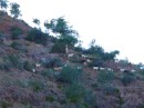A herd of goats on the slopes above the bay