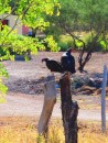 Vultures roosting on gate-post