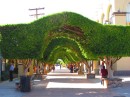 Canopy of trees lead from the square to the Mission