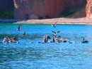 Dolphins are fishing and the birds gather for scraps