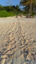 Turtle tracks on Tulum beach