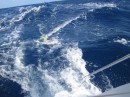 Action packed, bringing the fish in while sailing at 10 knots!