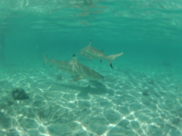 A few of the sharks we saw while feeding the rays.