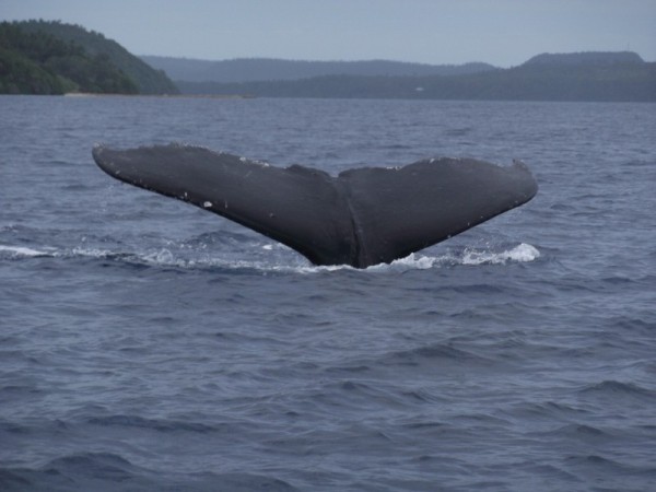 Male humpback whale.
