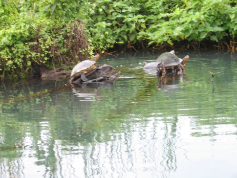 IMG_1581_5_1: Turtles on jungle river trip, San Blas