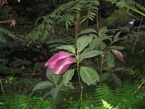 IMG_2864_1_1: Tahitian plant