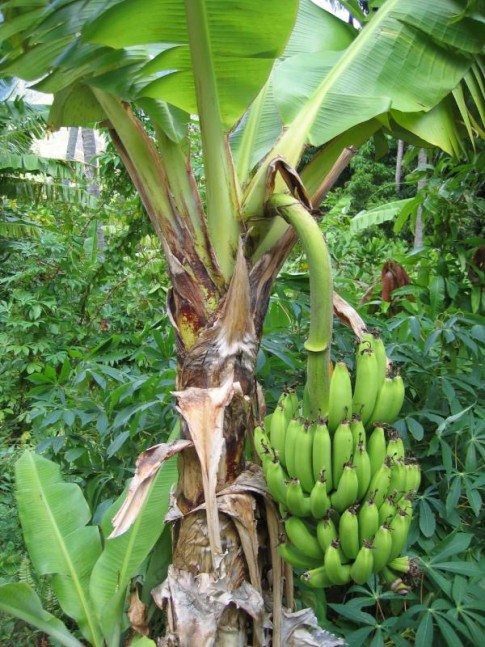 IMG_2222_1_1: Ever plentifuly banana trees