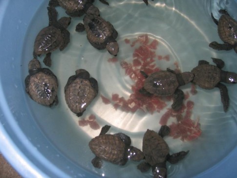 IMG_1759_1_1: New baby turtles, just born, Z town