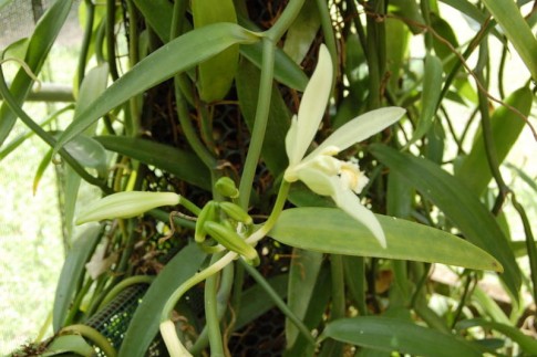 Raiatea 0740001: The vanilla plant