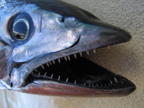Same Scary dead fish