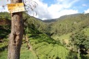 view from mountains, tea plantations