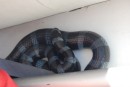 A poisonous sea snake had slithered into our dinghy-yuk