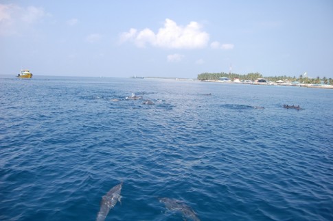 We saw tons of dolphins in the maldives