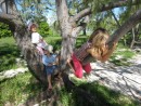 kids up a tree Lady Musgrave Is