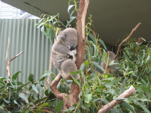 cutest koala at Sydney Wildlife world