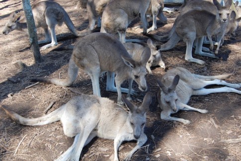 more kangaroos