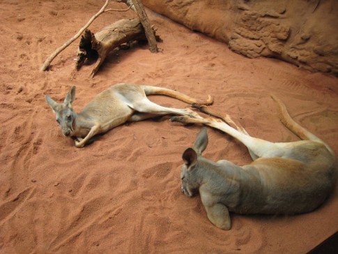 Kangaroos, sydney wildlife world