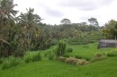 More rice fields Bali