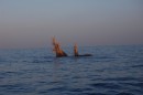 Here is one of the many fish traps abundant in these waters, at night time its just tough luck if you run into one of them