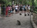 Monkey Forest, a group of Japanese tourists circle the monkeys