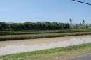Typical rice field