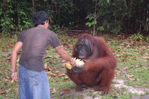 Some easy food for the orangutan, Kumai, Borneo